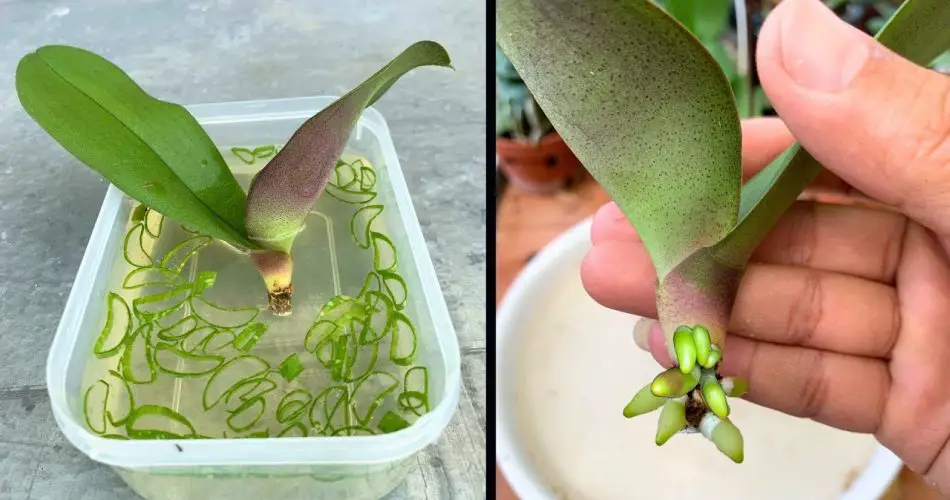 The magic secret for the orchid to take root quickly no one has shared ...