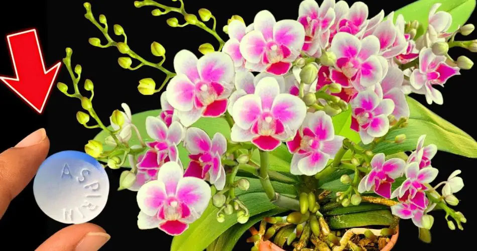 Discover the miracle An aspirin helps orchids bloom forever Garden