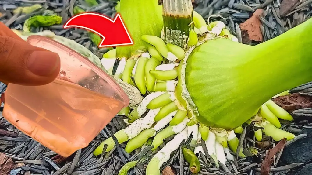 Paper Glass Roots Just this one glass after 2 weeks Roots and flowers bloom all year ...
