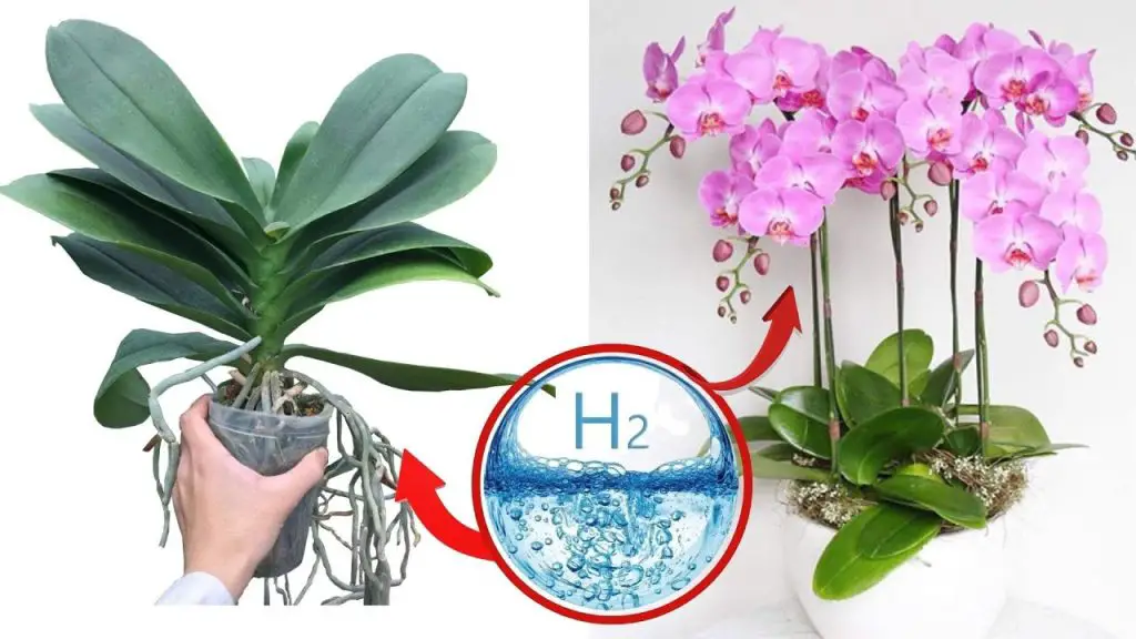 Orchids are beautiful forever if you know this secret | Just hydrogen