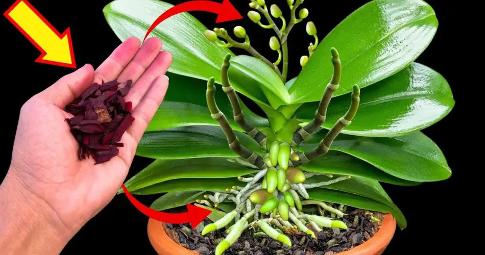 100 times stronger than B12! Orchids immediately shoot flower buds as