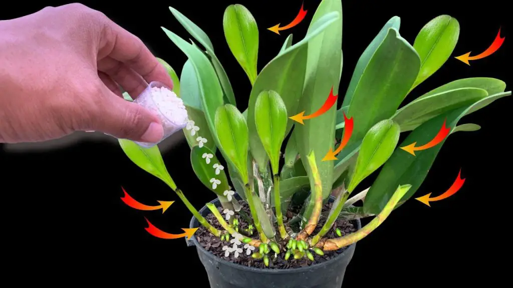 Make orchids instantly shoot like arrows and bloom for 4 years – Garden ...