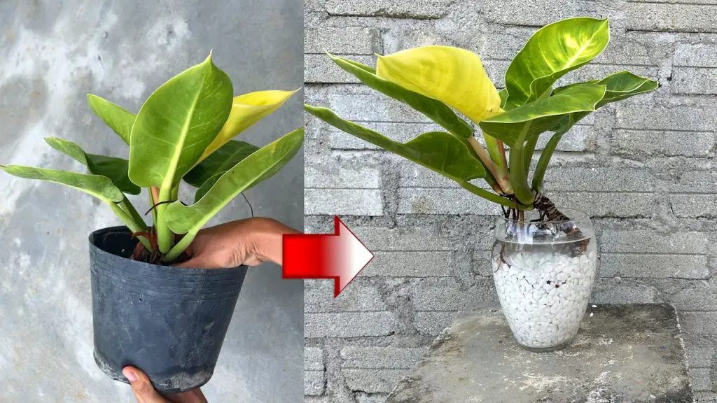 Transforming Your Space: Betel Nut Tree as a Stunning Aquatic Plant ... - Space Saving Aquatic Garden Setup