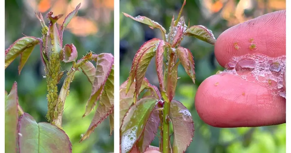 Benefits of Using Dishwashing Liquid for Aphids Garden Green Insights