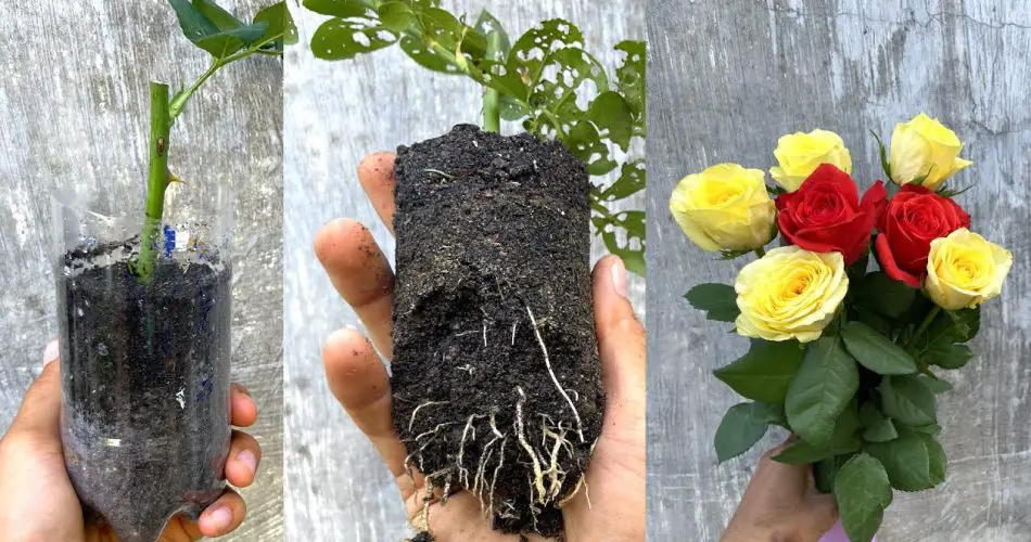 Try Cuttings of Roses Bought at the Market An Easy Way to Propagate