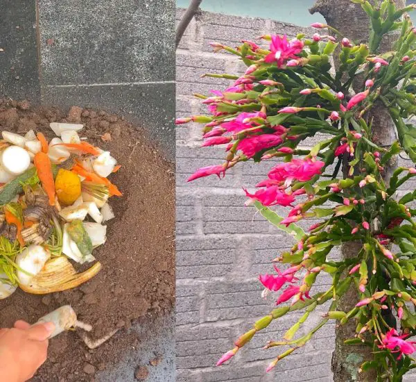 Benefits of Using Dishwashing Liquid for Aphids Garden Green Insights