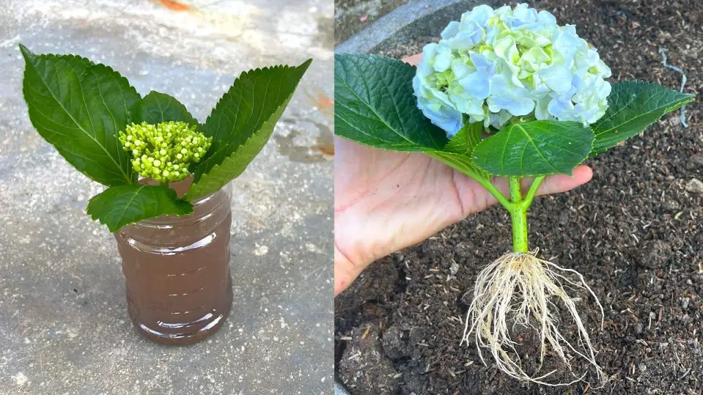 Try Growing Hydrangeas with Flower Stems: How to Grow Hydrangeas from ...