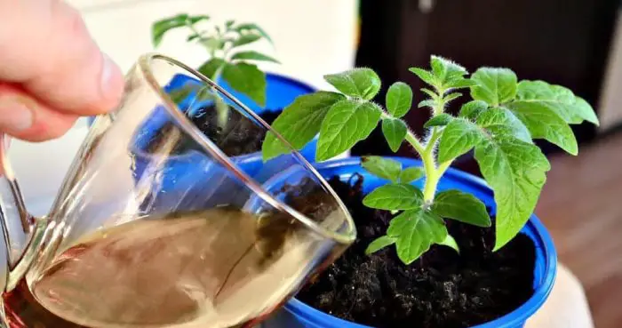 Decoctul Decoction for Seedlings That Stimulates Growth: Water It Before ...