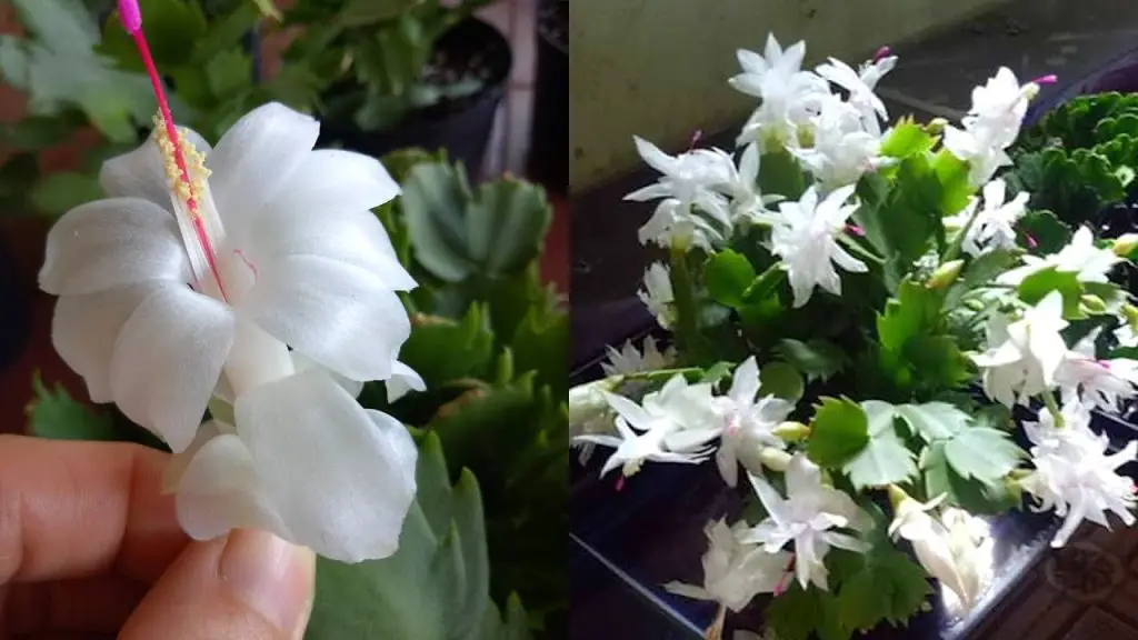 Growing Cactus Flowers in a Beautiful Plastic Bottle Garden Green