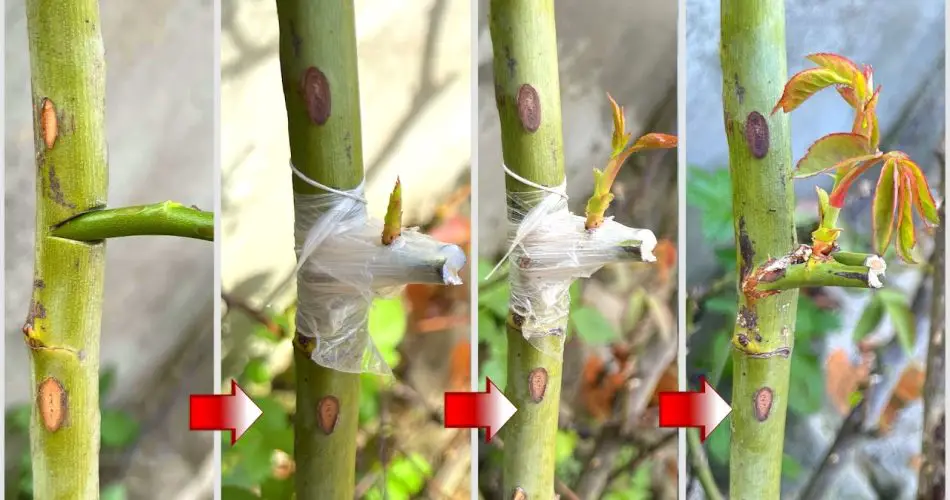 Innovative Grafting Method for Roses: A Comprehensive Guide – Garden ...