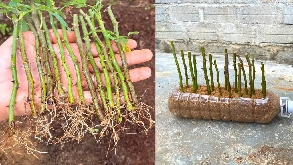 Recycle Plastic Bottles for Rose Propagation Pots How to Grow Roses