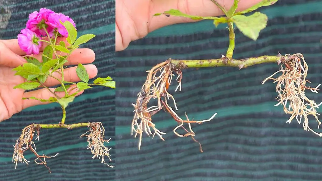 How Rose Cuttings Can Surprise You A Guide to Planting Roses Garden