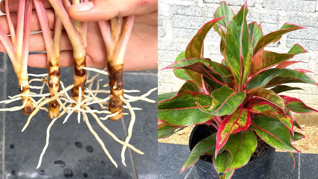 How to Grow Trees in the Country The Aglaonema and Banana Solution