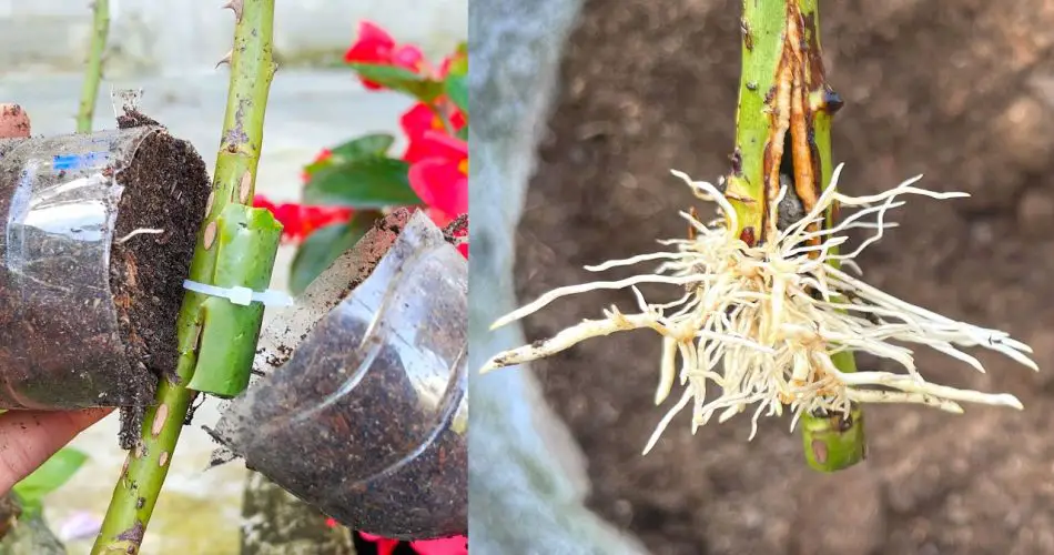 Extract Rose Branches with Aloe Leaves A Simple Guide Garden Green