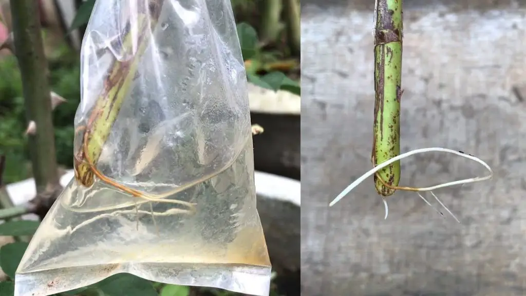 Propagating Roses with Filtered Water A Simple and Effective Method
