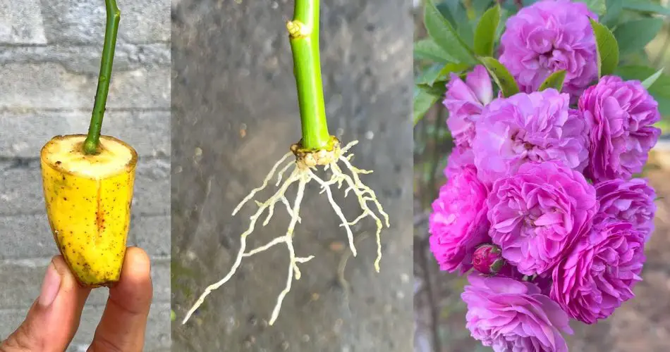 Planting Rose Branches with Bananas How to Grow Beautiful Roses