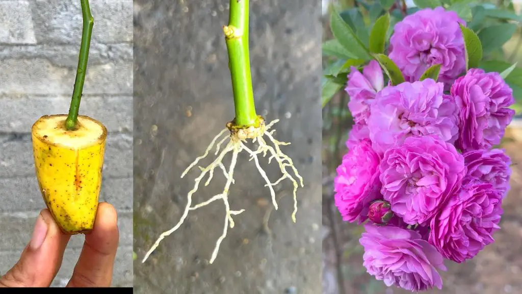 Planting Rose Branches with Bananas How to Grow Beautiful Roses
