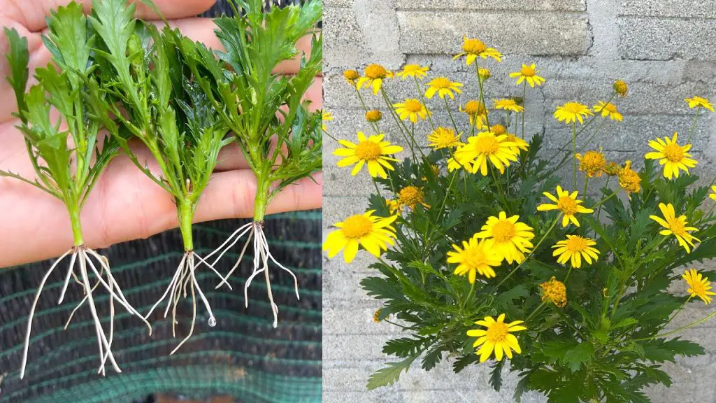 Growing Woody Chrysanthemums Essential Care Tips Garden Green Insights