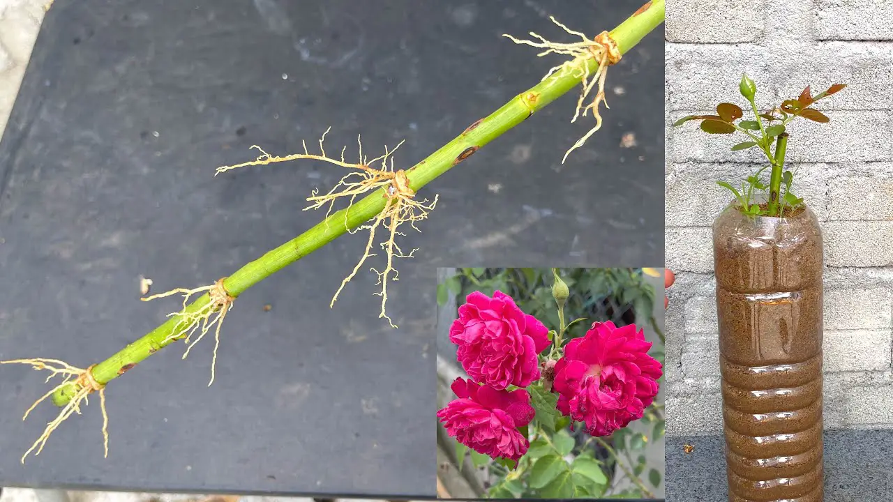 Split Rose I Did This with Rose Branches and the Unexpected Happened | Rose ...