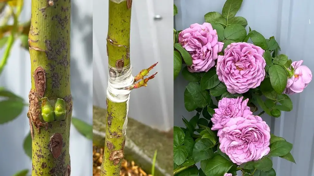 Grafted Root Roses Home Garden: Try a New Way of Grafting Roses | Taking Care of Your Rose ...