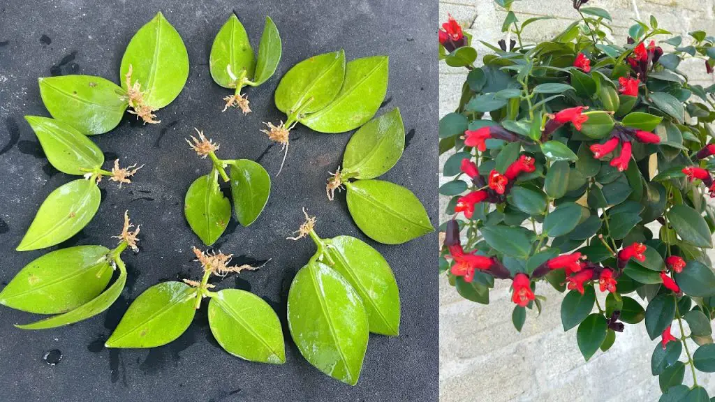 The Marvelous Transformation How Leaves Seedlings Garden