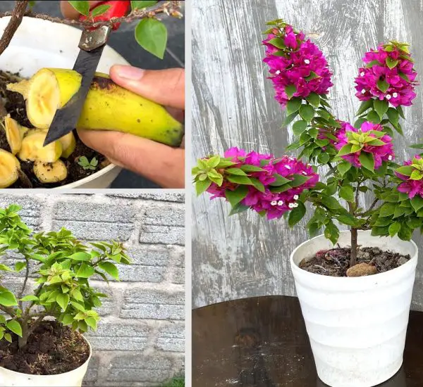 CocaCola’s Surprising Effect on Orchids Sparking Endless Flowers
