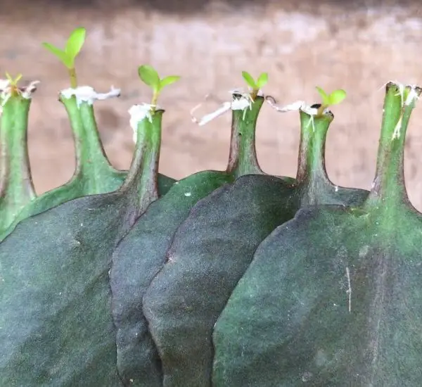 how-to-make-flower-pots-from-plastic-bottles-without-watering-a-simple
