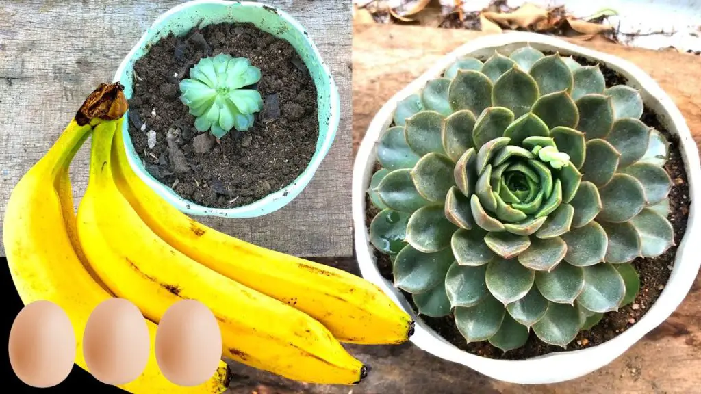 How To Use Banana Peel And Stone Lotus Eggshells For A Healthier Garden And Home Garden Green