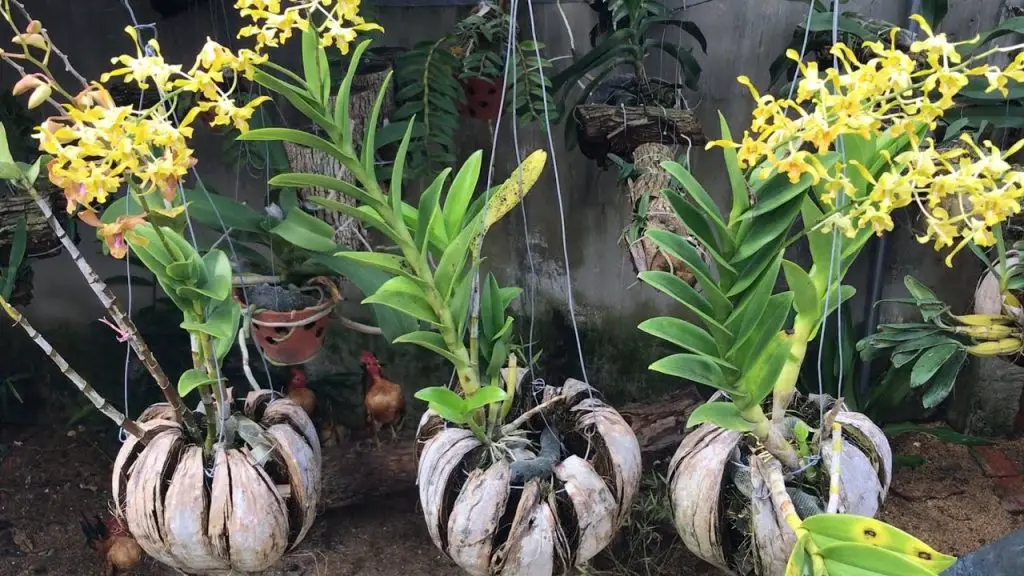 Planting Orchids in a Coconut: The Ultimate Guide to Orchid Pots Made ...