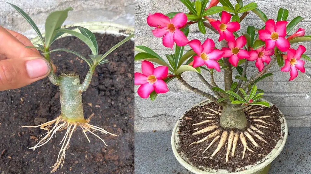 Creating A Beautiful Adenium Bonsai With Stunning Roots A Step By Step Guide Garden Green