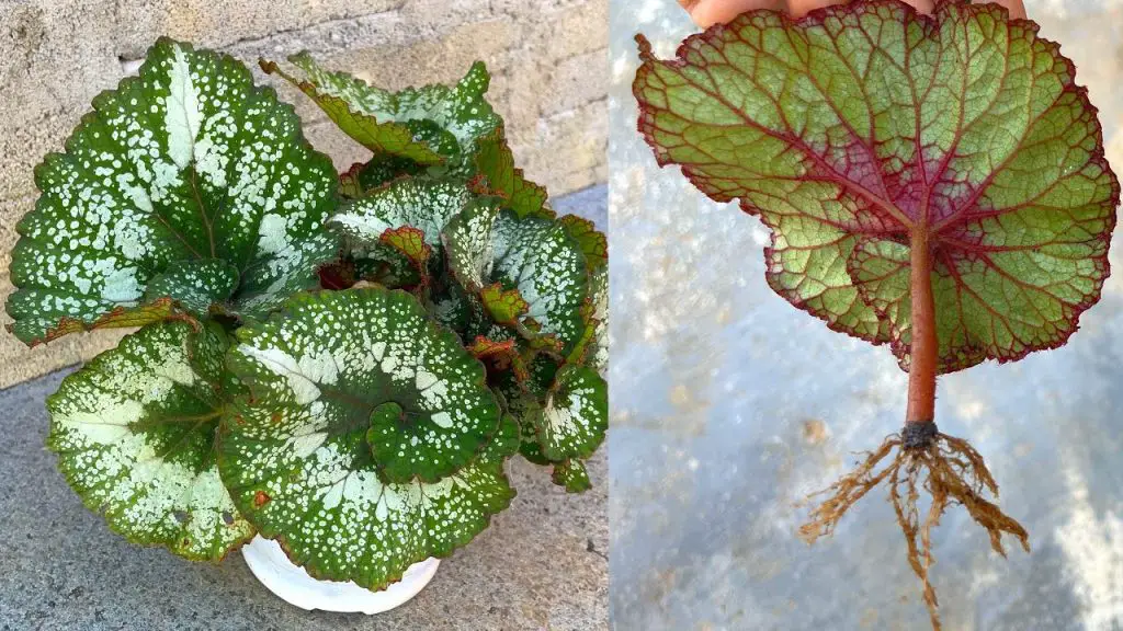 How to Grow Begonias from Leaves | A Simple Guide for Begonia ...