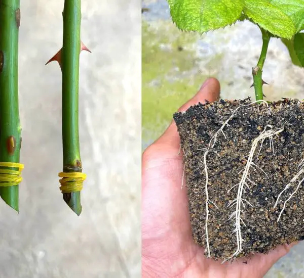 Grafted Root Roses How to Pair Roses Simply: The New Method of Grafting Roses β Garden ...