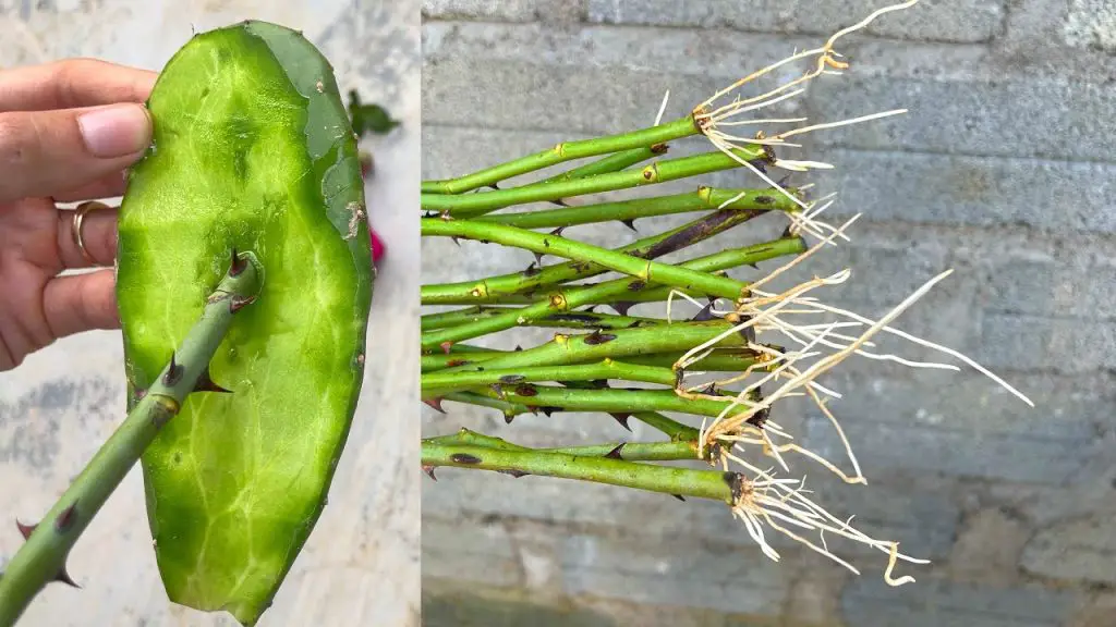 How to Cut Roses Without Soil: A Simple Guide to Planting Roses ...