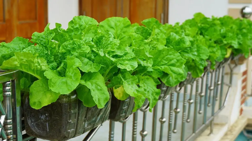 The Secret to Growing Balcony Vegetables Easily with a High Yield ... - Microgreens Growing On A Balcony